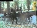 Dead Appearances In Bewitched Video