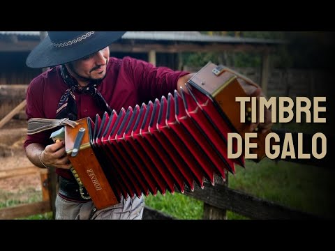 Timbre de galo • Cesar Filho - Gaiteiro