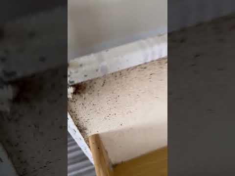 Apex Pest Control founder Tony Johnson carrying out a bed bug treatment and aftercare inspection in Yorkshire