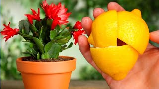 Bloomed immediately! 1 lemon for any home flower and lush flowering is guaranteed! 50 recipes