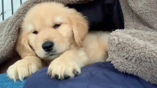 Living alone and a puppy, we have a morning