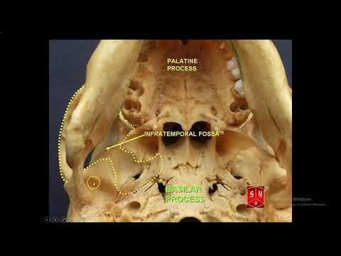 Anatomy of the Infratemporal, Pterygopalatine,and Parapharyngeal fossa