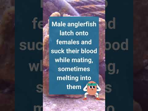 Fast Facts: Anglerfish