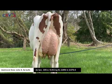 Aalshorst 3star Jolie 4 (v: Wingstar, 3e kalfs) eig.: Melkveebedrijf Scholten, Dalfsen