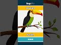 toucan - tucán video thumbnail
