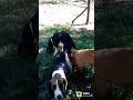 Dog Sex Indian Funny Videos WhatsApp Status 4Fun