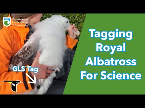 Royal Albatross Chick Receives GLS Tag To Track Movements Across The Globe | DOC | Cornell Lab