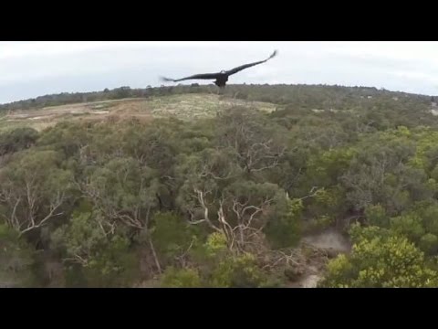 Eagle knocks drone out of sky