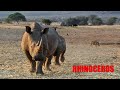 Rhinoceros - Sound Effect