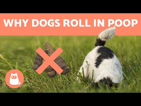 Why Do DOGS Roll in POOP? 💩🐕 (3 Reasons)
