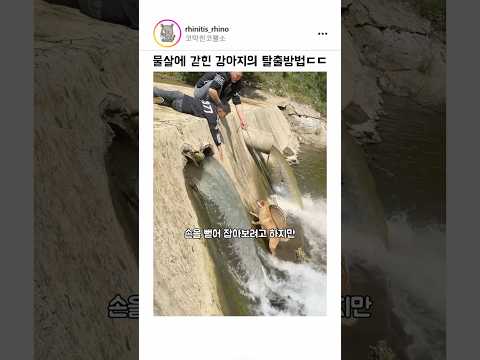 물살에 갇힌 강아지의 탈출방법 ㄷㄷ