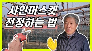 실제 농민이 알려주는 샤인머스켓 6년생, 3년생 전정하는 법 ! 상세히 알려드리겠습니다.