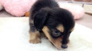 ハーフ犬の動画01