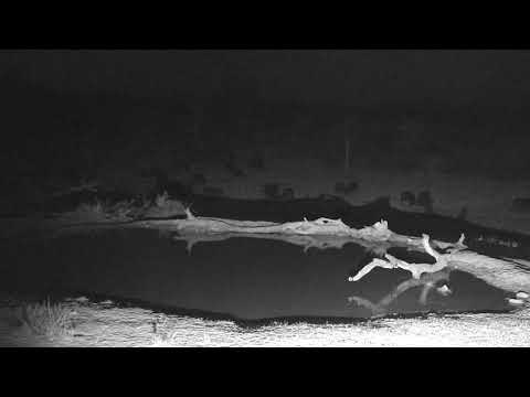 Djuma: Breeding herd of Buffalo and curious Impalas - 18:26 09/17/18