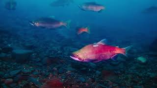 クラブキッズ(CLUB KID'S)