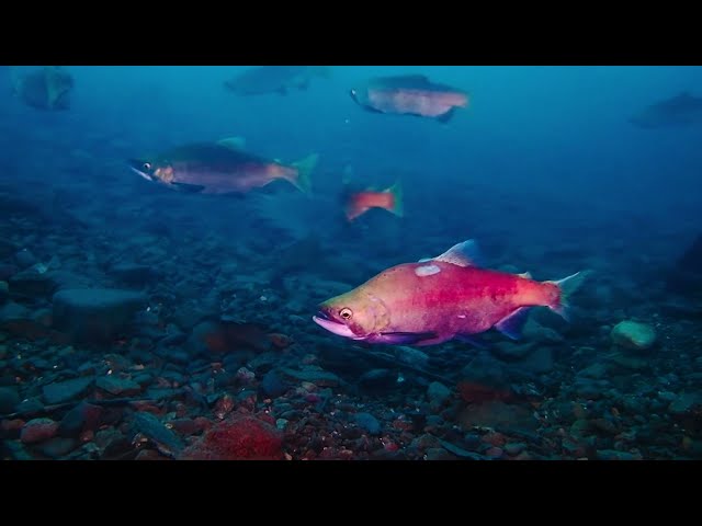 クラブキッズ(CLUB KID'S)