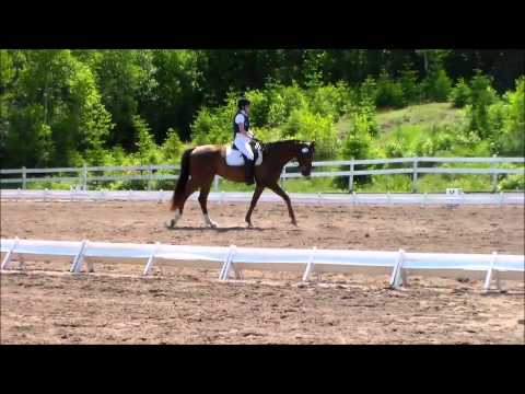 Boundless 2010 Hanoverian by Belissimo M