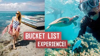 FINALLY Visiting The GREAT BARRIER REEF! You HAVE to See This in Australia (Sharks, Turtles & More)