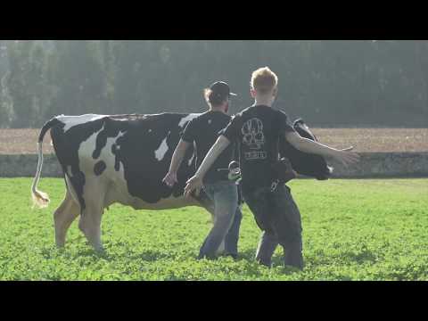 Quero mais leite - Making Of Produtor