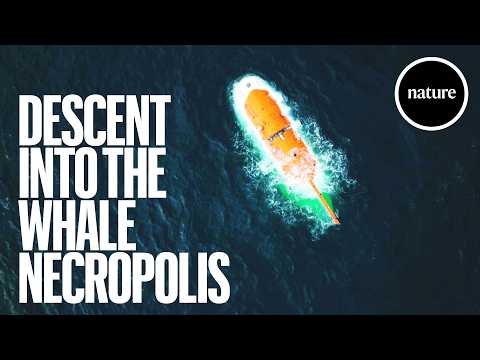 What Happens to Dead Whales?