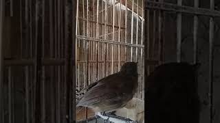 Download lagu pancingan jongkangan betina super jos mp3