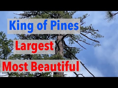 Sugar Pine the World’s Largest Pine Trees