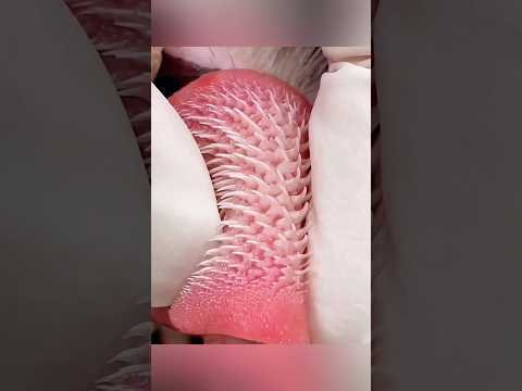 لسان النمر المدبب#shorts