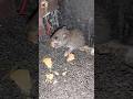 Brown Rat Sounds Mouse Sounds Shorts