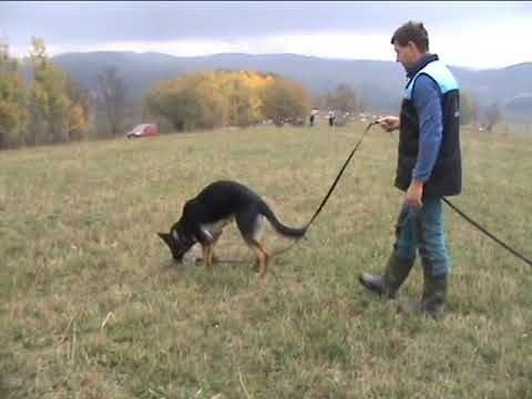 Orla z údolí Úpy (Xoltan von Peroh x Chalsea z údolí Úpy) - stopa ve věku  9 měsíců