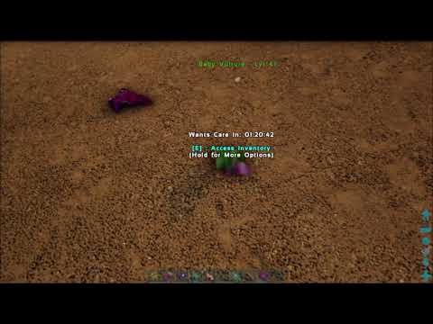 Ark Baby Vulture Glitch or Normal - You Decide