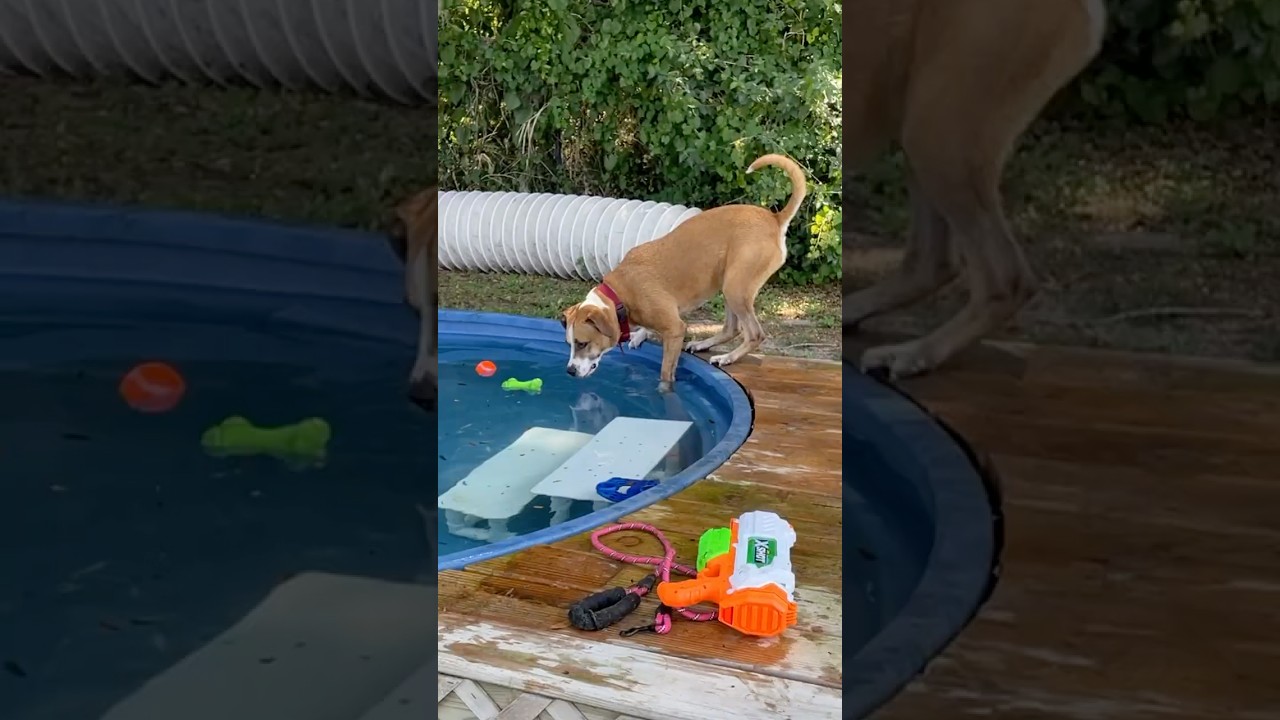 Enlarge Lupita, a Adoptable Mixed Breed in Lakeland, FL video 6/6