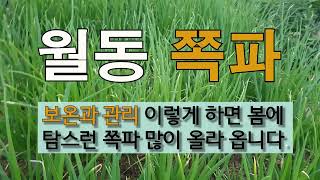 월동 쪽파 보온과 관리 이렇게 하면 봄에 탐스런 쪽파 많이 올라 옵니다. #주말농장 #쪽파 잘 가꾸는 방법.