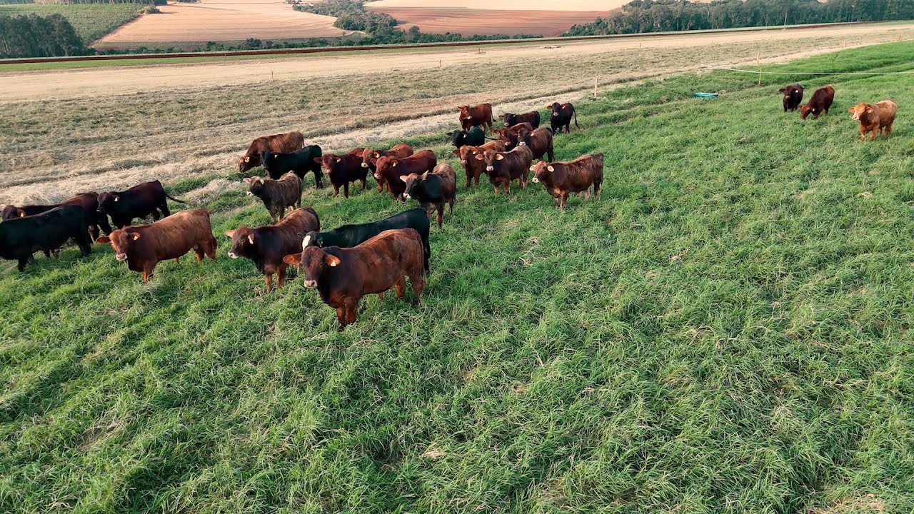 Como começar a integração lavoura-pecuária?