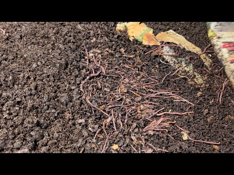 Red Wiggler Worms Waiting for the Buffet to Open!