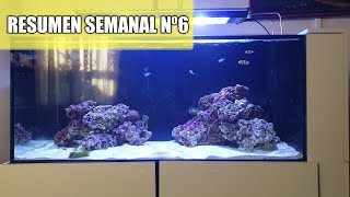 ✅Resumen semanal Nº6 (NUEVAS CRÍAS)