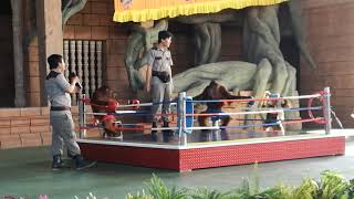 preview picture of video 'Monkey Muay Thai show, Phnom Penh Safari'