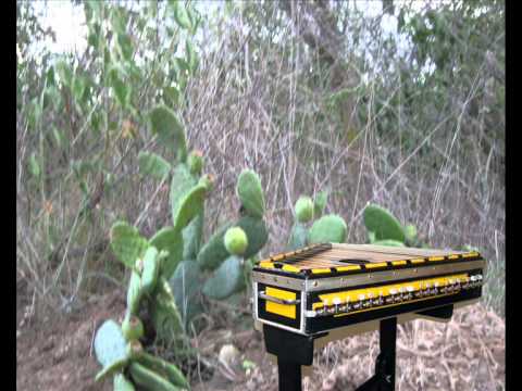 Asa Branca Luiz Gonzaga e Humberto Teixeira Tocada em Cítara Asa Branca Luiz Gonzaga e Humberto Teixeira Tocada em Cítara