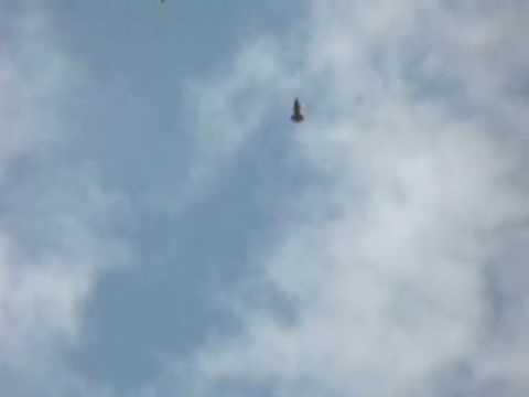 MR. CHARLIE - Vola colomba