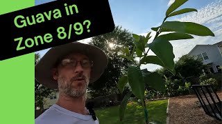 Will Ruby Red Guava grow in zone 8/9?