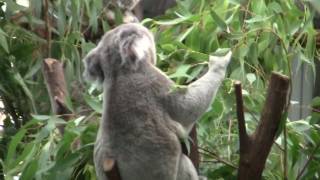 Thor and DJ's Australian Walkabout Wildlife