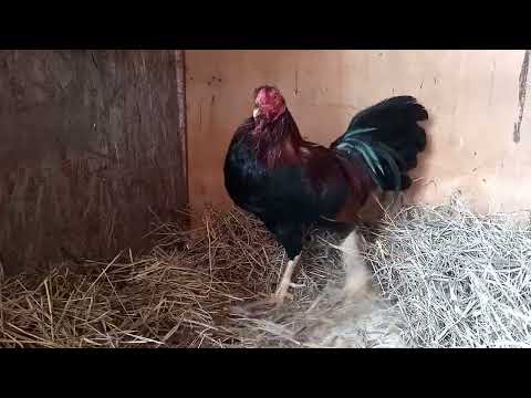 Gallo Plummer / Hatch