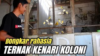 Download lagu Tips JITU Cara Ternak KENARI Sistem KOLONI Hasilnya bisa 2x lipat‼️ mp3 Download lagu Tips JITU Cara Ternak KENARI Sistem KOLONI Hasilnya bisa 2x lipat‼️ mp3