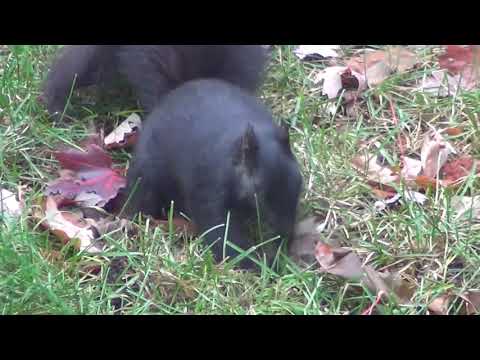 The Black Squirrel! Take Just a Moment: Clip 169