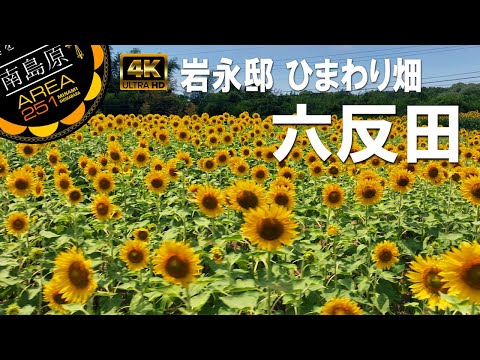 六反田ひまわり畑｜南島原市加津佐町｜岩永邸｜ひまわり｜南島原ひまわり観光協会