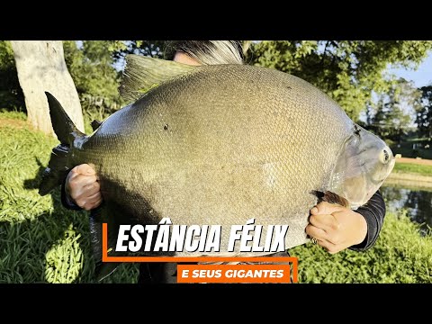PESQUEIRO ESTÂNCIA FÉLIX E SEUS GIGANTES 