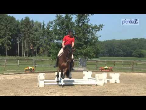 Fortgeschrittene Cavaletti-Übungen für das 6-jährige Pferd | Ingrid Klimke