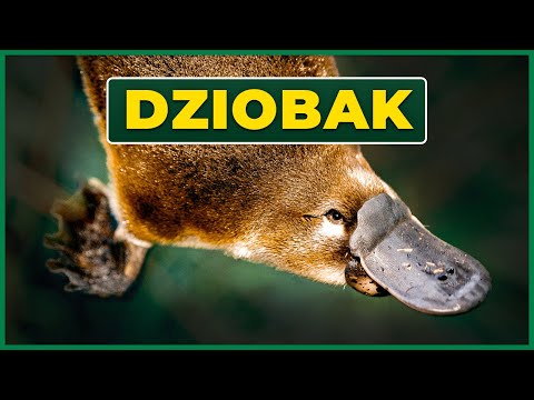 Dziobak: Połączenie Ptaka, Gada i Ssaka - Od Jadu po Elektroreceptory