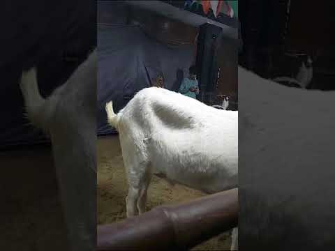 Qurbani 🐑#shorts #bakraeidspecial #bak#shortvideo