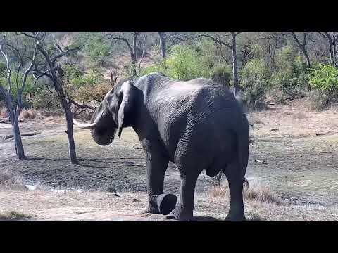 Djuma: Lone Bull Elephant gets quick drink from pan - 15:14 - 09/19/21