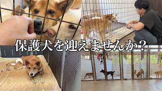 【シェルター訪問】保護犬たちの未来のために僕たちができること
